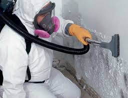 Why You Should Choose Our Mold Remediation Services in Pella, IA